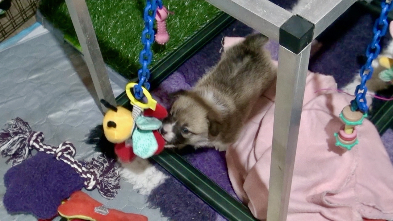 Himariwithpuppygym