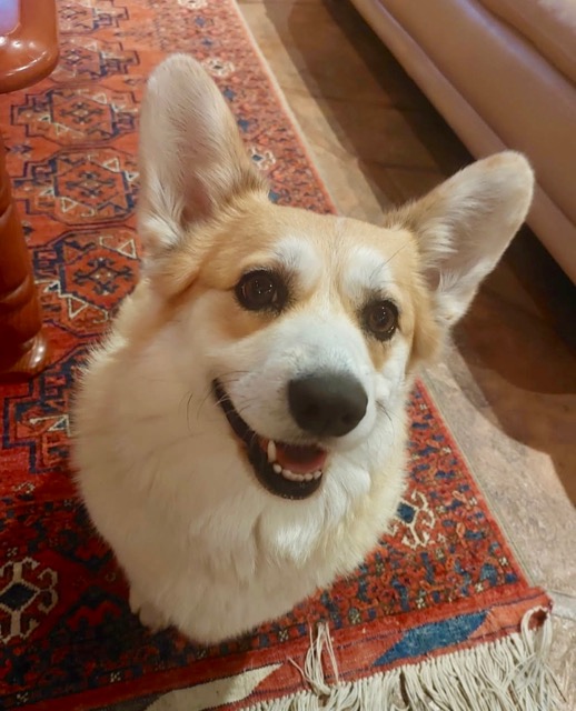PoppyFace2026